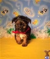 yorkshire terrier puppy posted by Rhonda Wallace